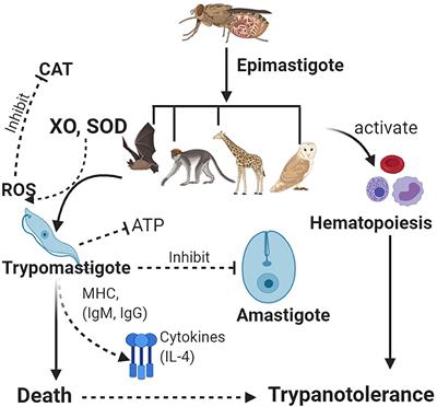 Epidemiology of Trypanosomiasis in Wildlife—Implications for Humans at the Wildlife Interface in Africa